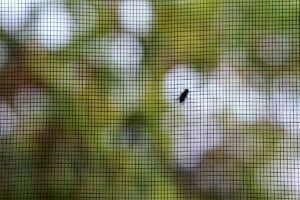 Kako se rešiti muva: praktična rešenja za kuću i dugoročnu zaštitu