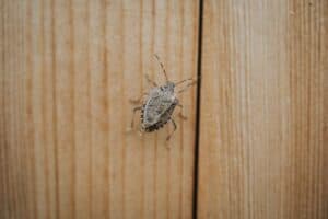 Kako se rešiti smrdibuba u kući i sprečiti njihov ponovni ulazak